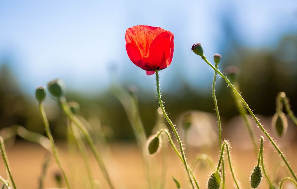 Klaprozenveld bij zonsondergang – natuurlijke geneeswijze homeopathie